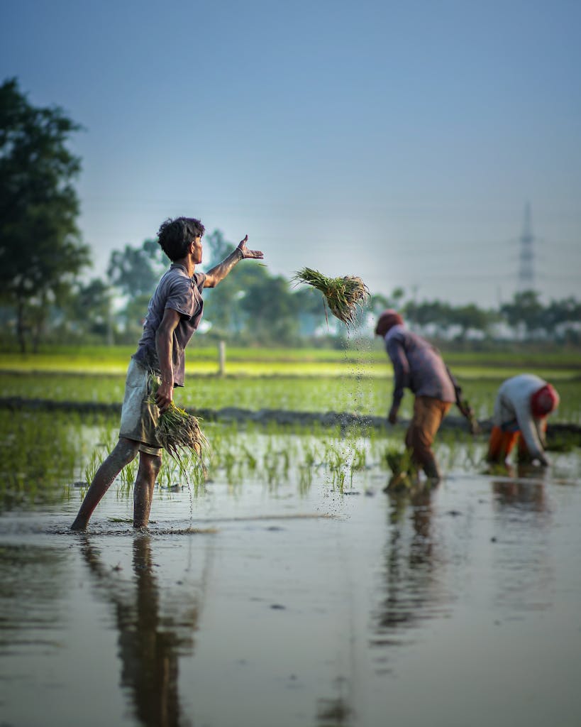 Photo by Nav Photography Group of farmers working in a flooded rice field during planting season in a rural area.